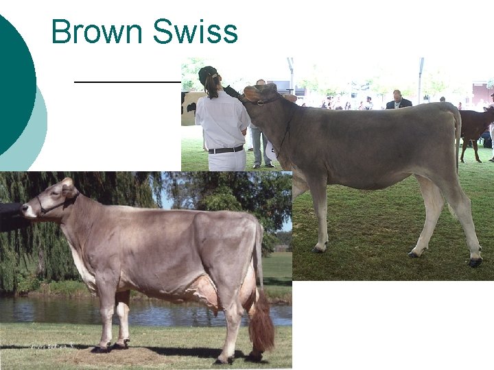 Brown Swiss 