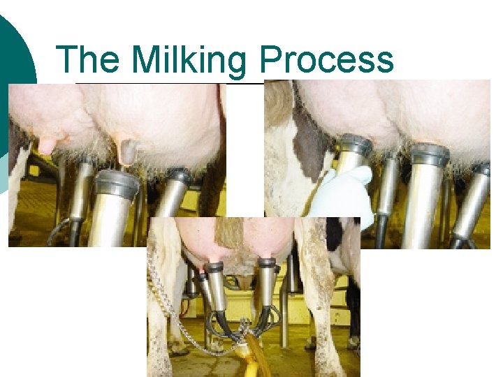 The Milking Process 