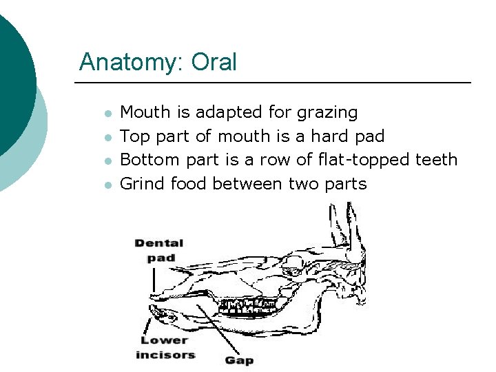 Anatomy: Oral l l Mouth is adapted for grazing Top part of mouth is