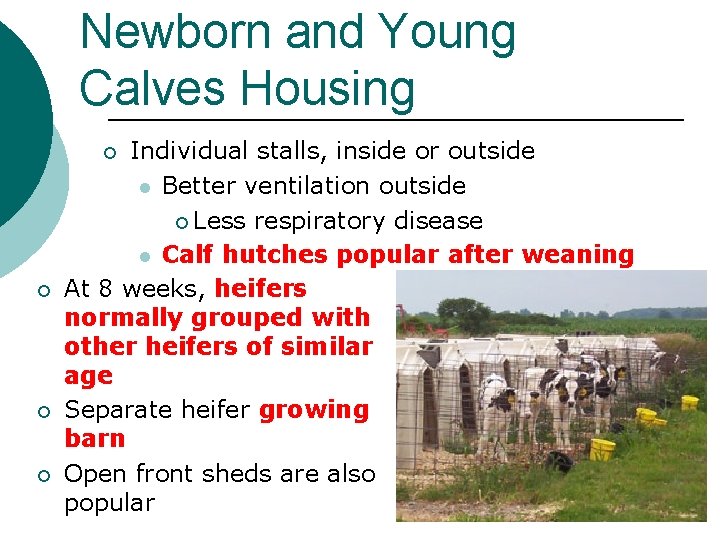 Newborn and Young Calves Housing Individual stalls, inside or outside l Better ventilation outside