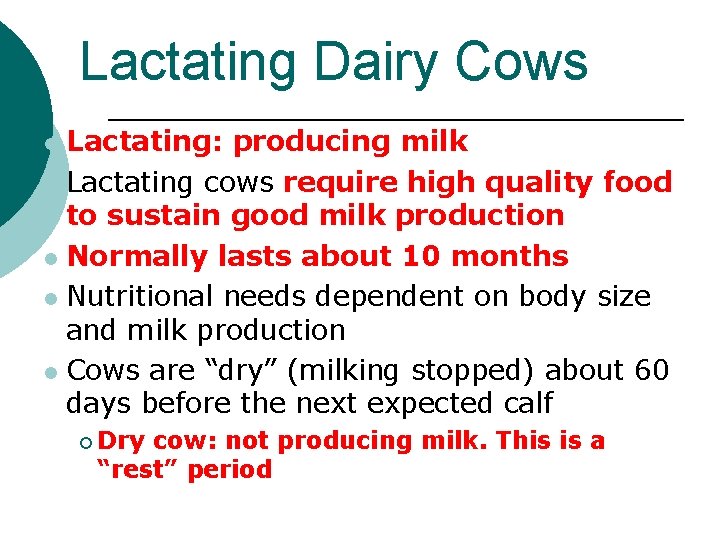 Lactating Dairy Cows Lactating: producing milk l Lactating cows require high quality food to