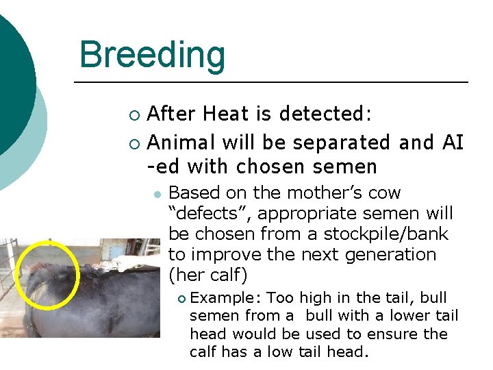 Breeding After Heat is detected: ¡ Animal will be separated and AI -ed with