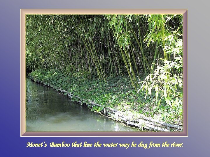 Monet’s Bamboo that line the water way he dug from the river. 