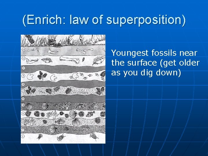 (Enrich: law of superposition) Youngest fossils near the surface (get older as you dig