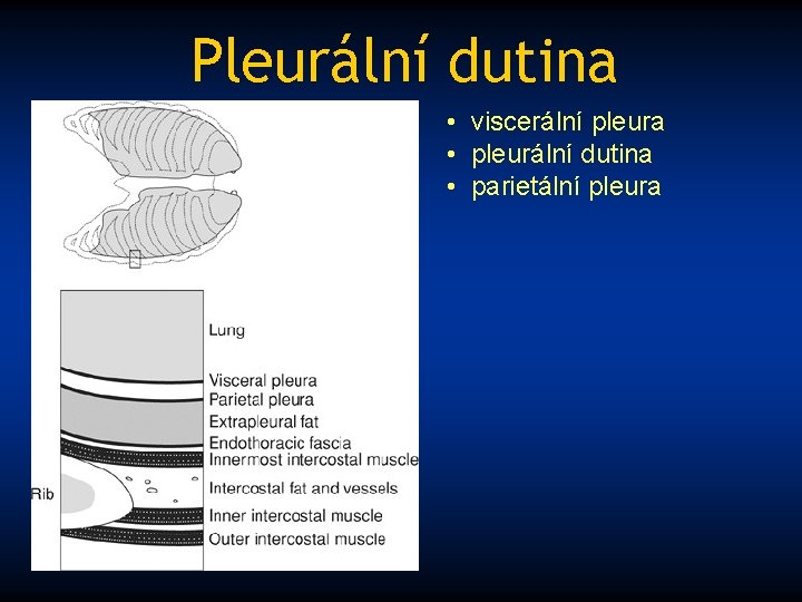 Pleurální dutina • viscerální pleura • pleurální dutina • parietální pleura 