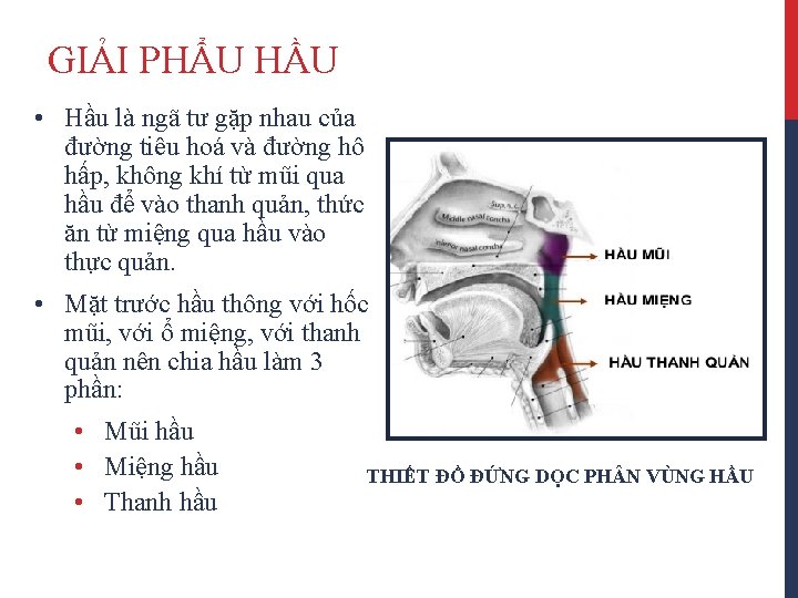 GIẢI PHẨU HẦU • Hầu là ngã tư gặp nhau của đường tiêu hoá