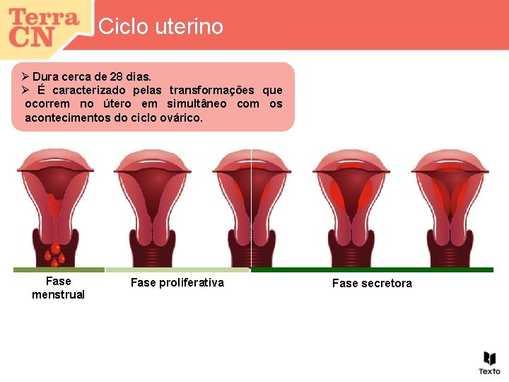 Ciclo uterino Ø Dura cerca de 28 dias. Ø É caracterizado pelas transformações que