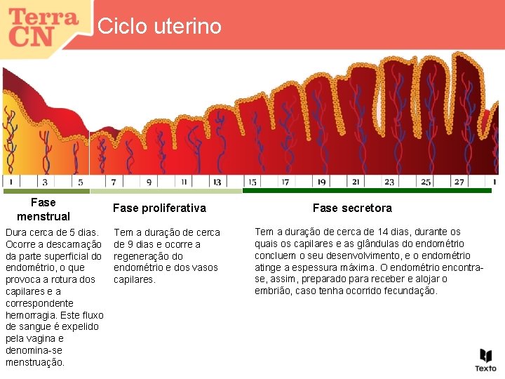 Ciclo uterino Fase menstrual Dura cerca de 5 dias. Ocorre a descamação da parte