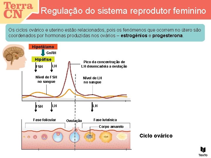 Regulação do sistema reprodutor feminino Os ciclos ovárico e uterino estão relacionados, pois os