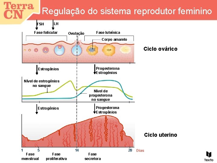 Regulação do sistema reprodutor feminino FSH LH Fase folicular Ovulação Fase luteínica Corpo amarelo