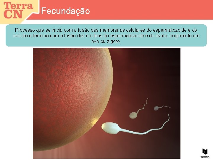 Fecundação Processo que se inicia com a fusão das membranas celulares do espermatozoide e