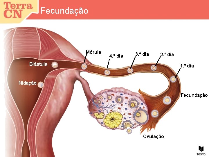 Fecundação Mórula 4. º dia 3. º dia 2. º dia Blástula 1. º