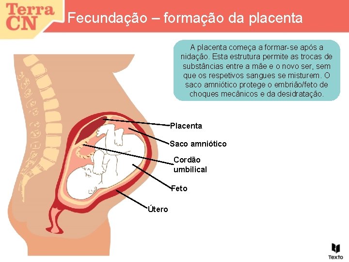 Fecundação – formação da placenta A placenta começa a formar-se após a nidação. Esta