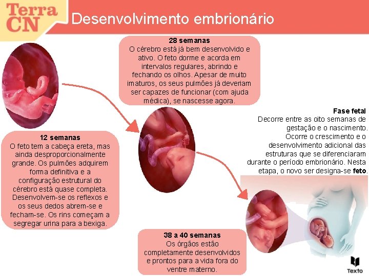 Desenvolvimento embrionário 28 semanas O cérebro está já bem desenvolvido e ativo. O feto