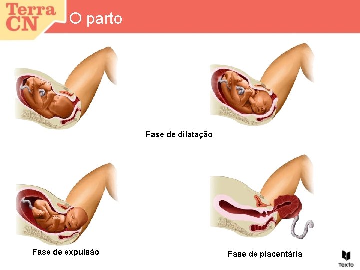 O parto Fase de dilatação Fase de expulsão Fase de placentária 