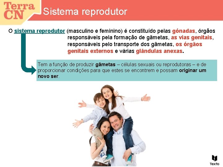 Sistema reprodutor O sistema reprodutor (masculino e feminino) é constituído pelas gónadas, órgãos responsáveis