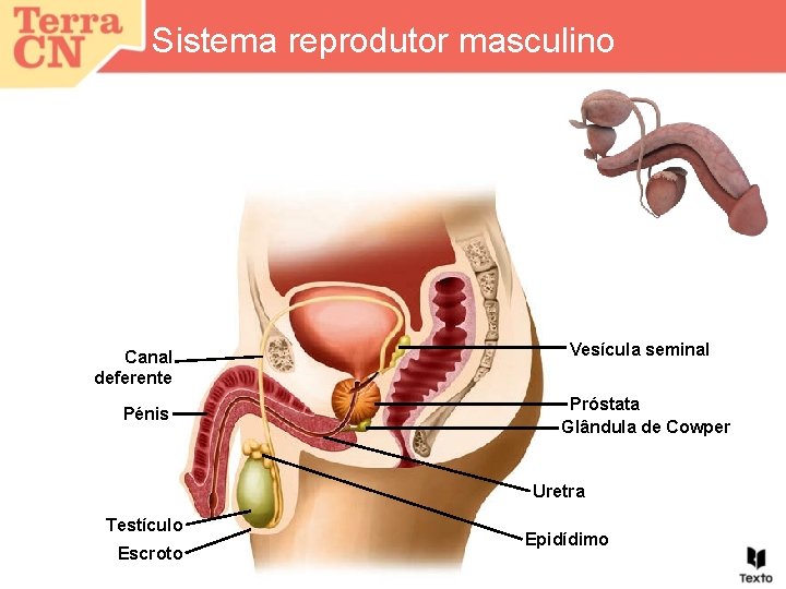 Sistema reprodutor masculino Canal deferente Pénis Vesícula seminal Próstata Glândula de Cowper Uretra Testículo