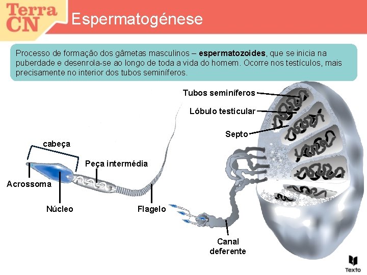 Espermatogénese Processo de formação dos gâmetas masculinos – espermatozoides, que se inicia na puberdade