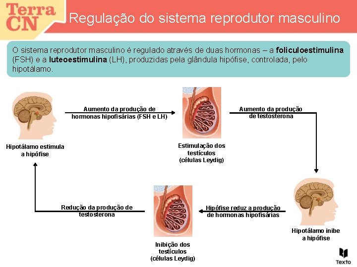 Regulação do sistema reprodutor masculino O sistema reprodutor masculino é regulado através de duas