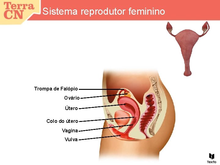Sistema reprodutor feminino Trompa de Falópio Ovário Útero Colo do útero Vagina Vulva 