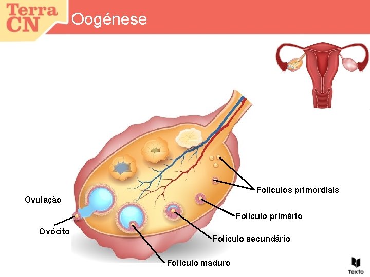 Oogénese Folículos primordiais Ovulação Folículo primário Ovócito Folículo secundário Folículo maduro 
