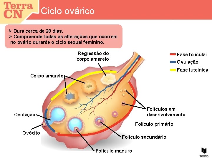 Ciclo ovárico Ø Dura cerca de 28 dias. Ø Compreende todas as alterações que