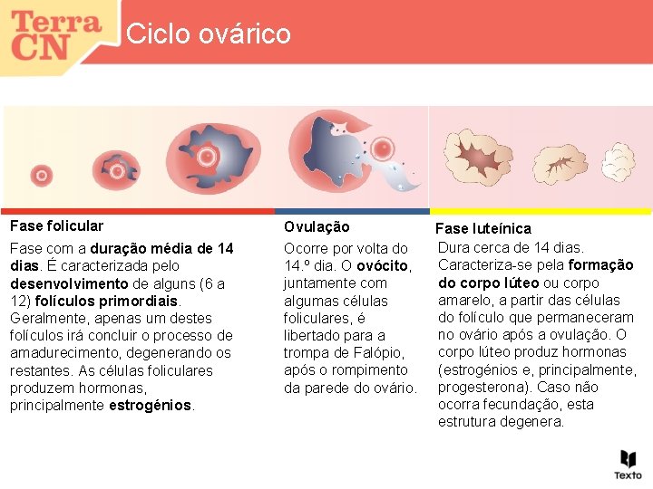 Ciclo ovárico Fase folicular Fase com a duração média de 14 dias. É caracterizada