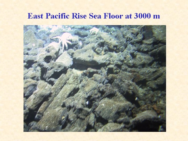 East Pacific Rise Sea Floor at 3000 m 