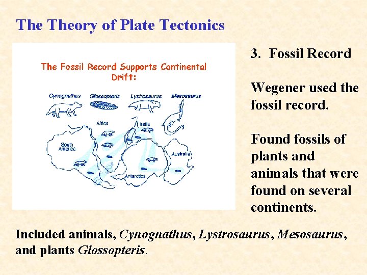 The Theory of Plate Tectonics 3. Fossil Record Wegener used the fossil record. Found