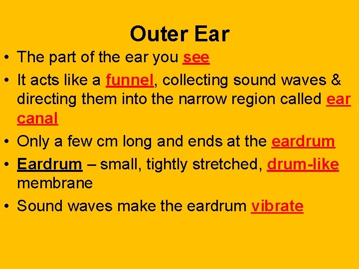 Outer Ear • The part of the ear you see • It acts like
