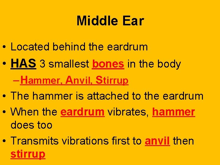 Middle Ear • Located behind the eardrum • HAS 3 smallest bones in the