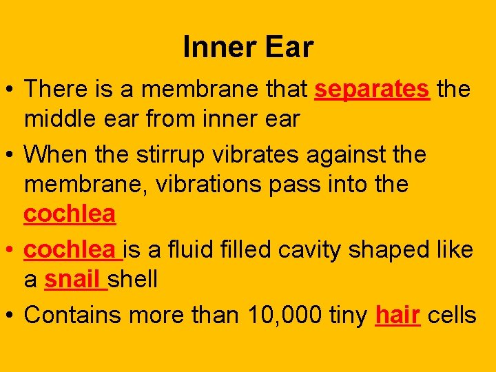 Inner Ear • There is a membrane that separates the middle ear from inner