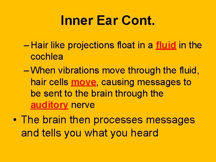 Inner Ear Cont. – Hair like projections float in a fluid in the cochlea