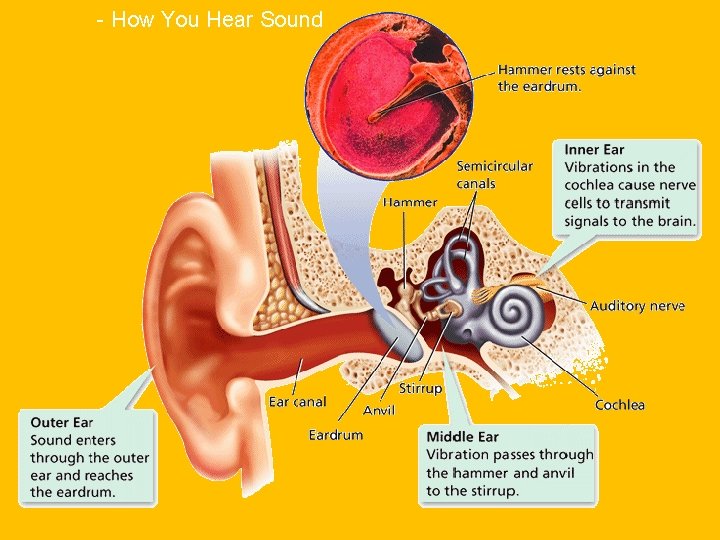 - How You Hear Sound 