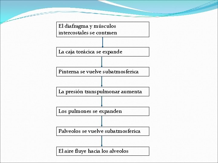 El diafragma y músculos intercostales se contraen La caja torácica se expande Pinterna se