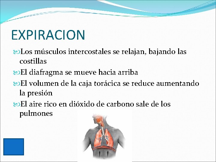 EXPIRACION Los músculos intercostales se relajan, bajando las costillas El diafragma se mueve hacia