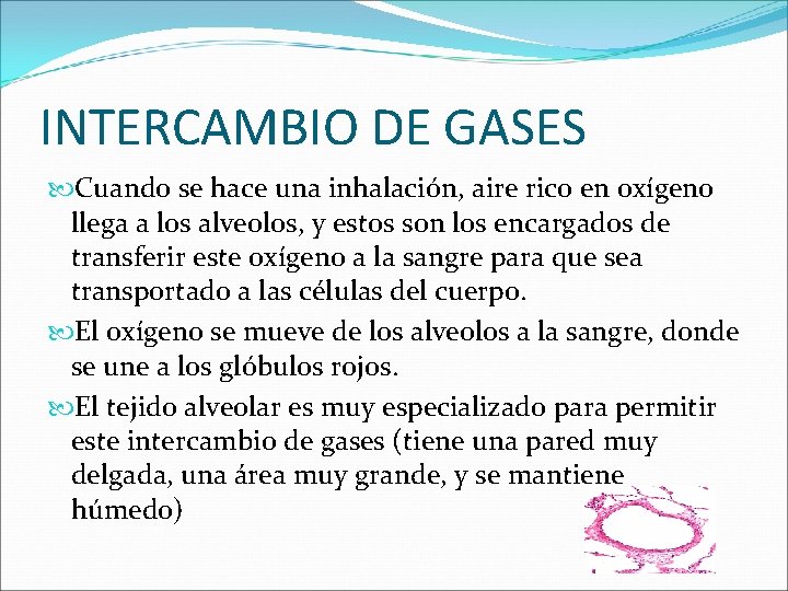 INTERCAMBIO DE GASES Cuando se hace una inhalación, aire rico en oxígeno llega a