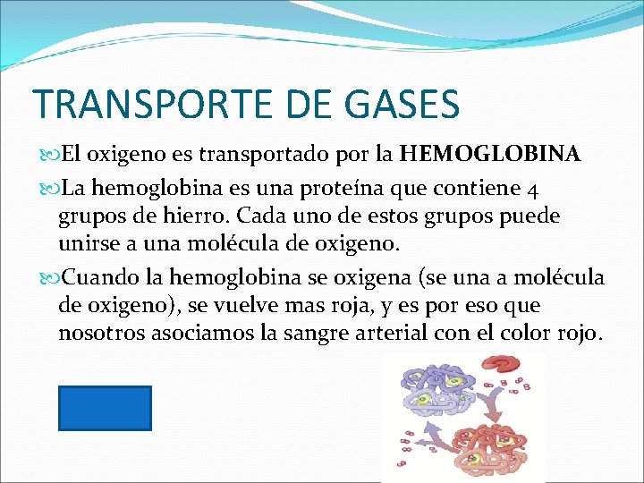 TRANSPORTE DE GASES El oxigeno es transportado por la HEMOGLOBINA La hemoglobina es una