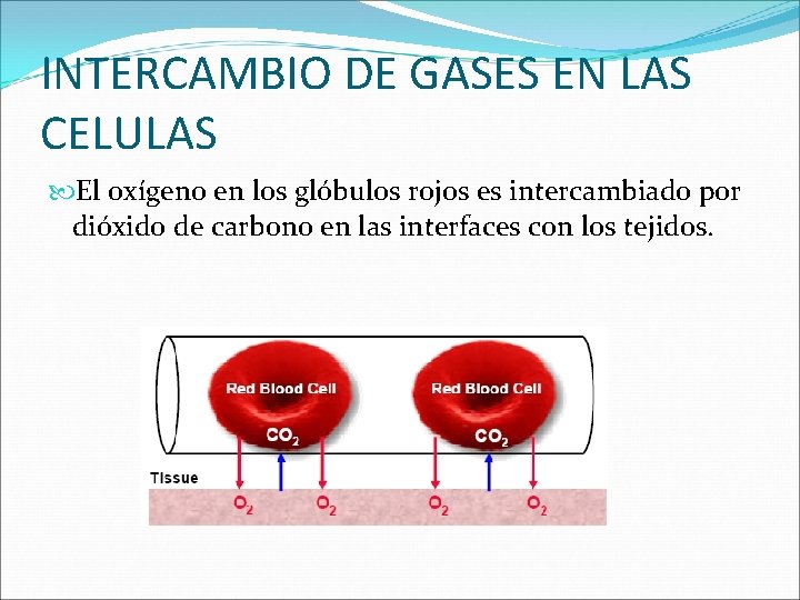 INTERCAMBIO DE GASES EN LAS CELULAS El oxígeno en los glóbulos rojos es intercambiado