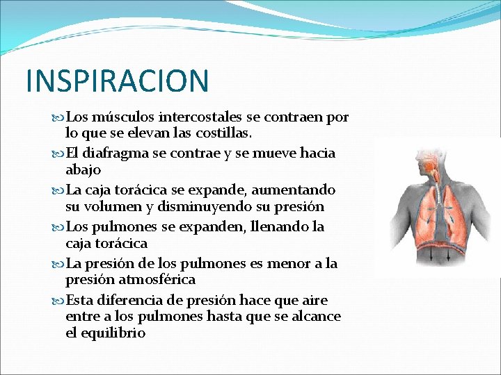 INSPIRACION Los músculos intercostales se contraen por lo que se elevan las costillas. El