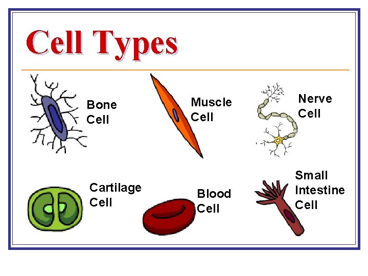 Cell Types Bone Cell Cartilage Cell Muscle Cell Blood Cell Nerve Cell Small Intestine