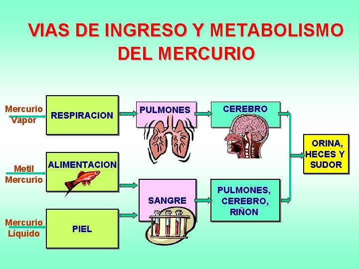 VIAS DE INGRESO Y METABOLISMO DEL MERCURIO Mercurio RESPIRACION Vapor PULMONES CEREBRO ORINA, HECES