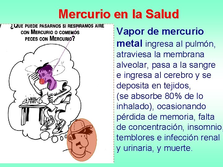Mercurio en la Salud • Vapor de mercurio metal ingresa al pulmón, atraviesa la