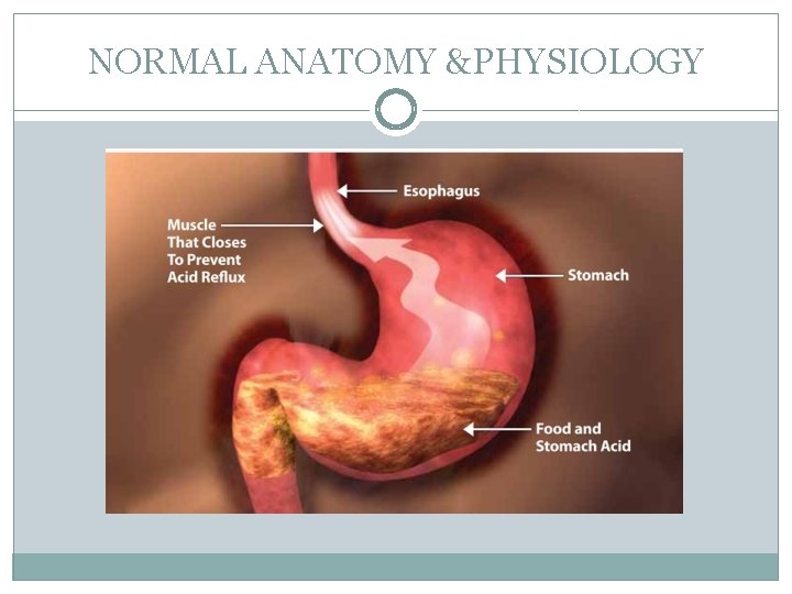 NORMAL ANATOMY &PHYSIOLOGY 