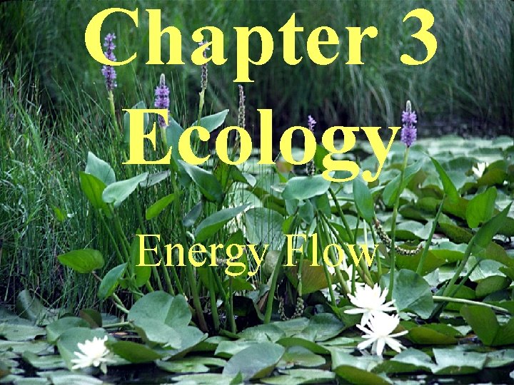 Chapter 3 Ecology Energy Flow 