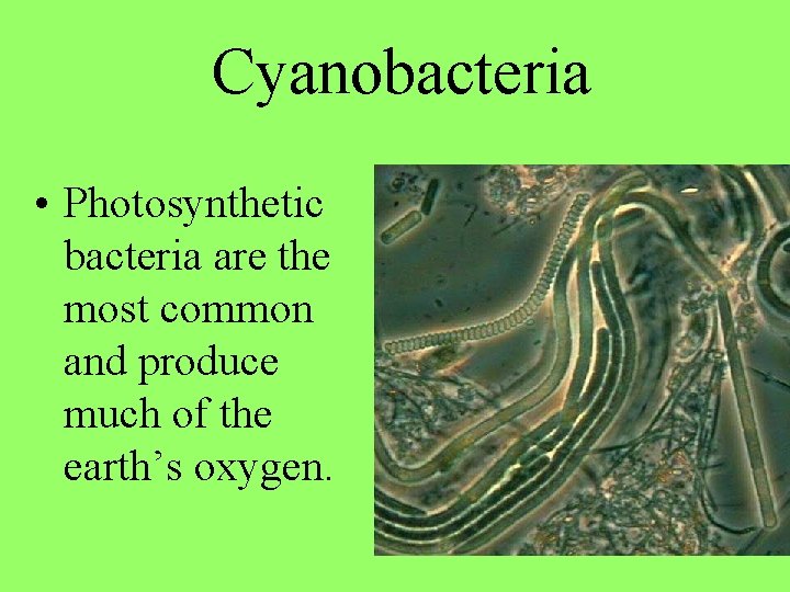 Cyanobacteria • Photosynthetic bacteria are the most common and produce much of the earth’s