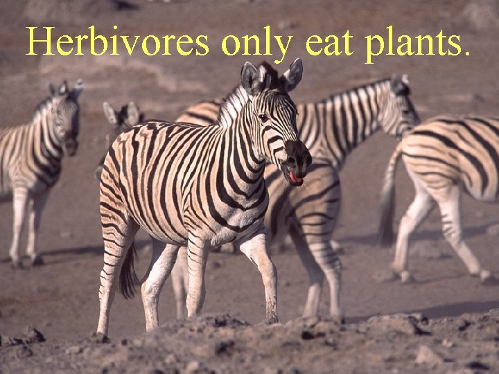 Herbivores only eat plants. 