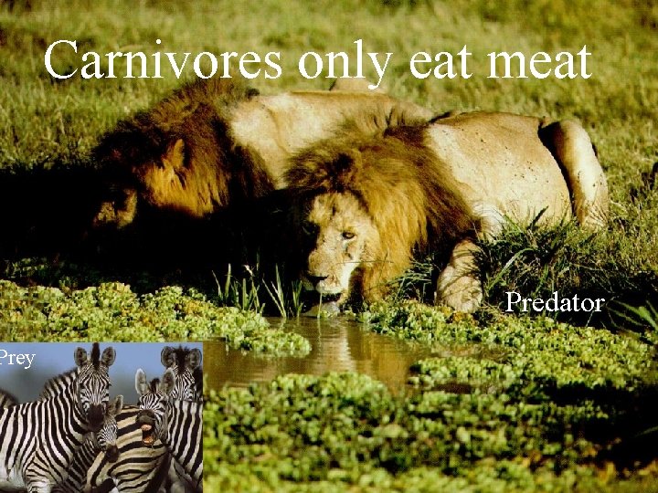 Prey Carnivores only eat meat Predator 