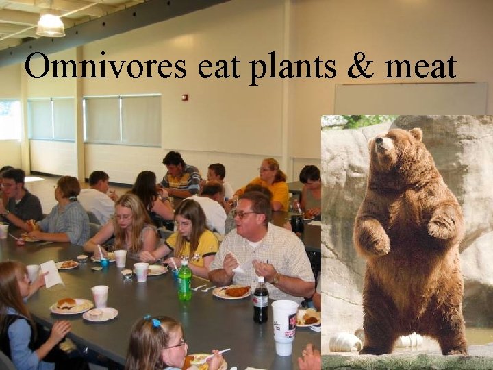 Omnivores eat plants & meat 