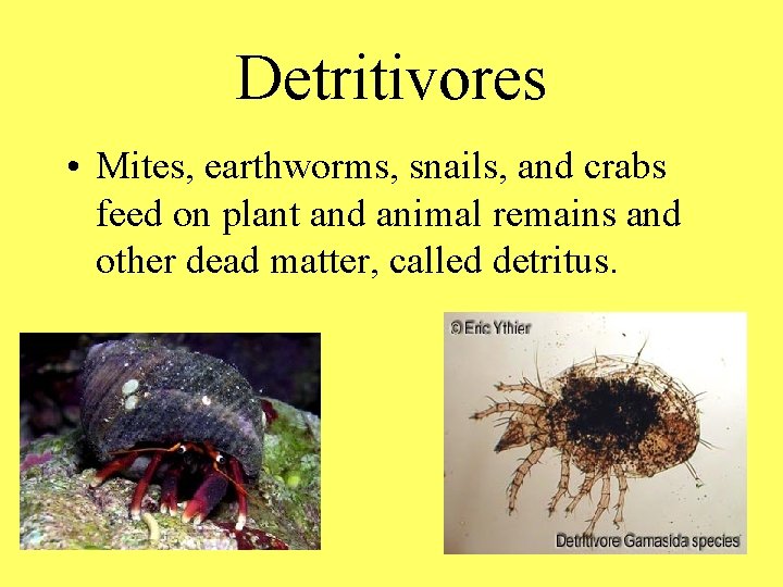 Detritivores • Mites, earthworms, snails, and crabs feed on plant and animal remains and